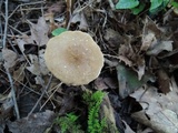 Lactarius fuliginosus image