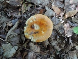 Lactarius croceus image