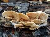Trametopsis cervina image