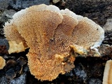 Trametopsis cervina image