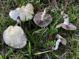Stropharia coronilla image