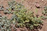 Uromyces proëminens image