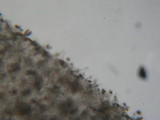 Psathyrella pennata image
