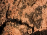 Tulasnella violea image