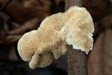 Steccherinum ochraceum image