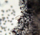 Psathyrella pennata image