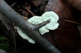 Steccherinum ochraceum image