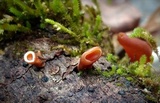 Dacryopinax elegans image