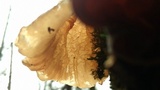 Auricularia fuscosuccinea image