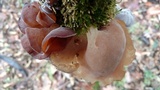Auricularia fuscosuccinea image