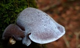 Auricularia fuscosuccinea image