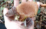 Auricularia fuscosuccinea image