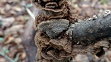 Fuscocerrena portoricensis image