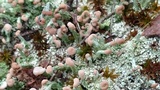 Cladonia peziziformis image