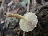 Pholiota polychroa image