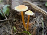 Mycena crocea image