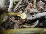 Mycena crocea image