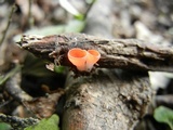Sarcoscypha occidentalis image