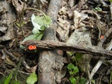 Sarcoscypha occidentalis image