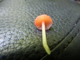 Atheniella adonis image