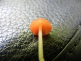 Atheniella adonis image