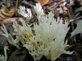 Clavulina coralloides image
