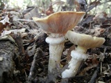 Stropharia hardii image