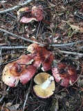 Russula xerampelina image