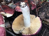 Russula xerampelina image