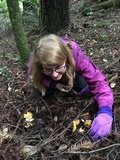 Cantharellus formosus image