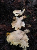 Cantharellus formosus image