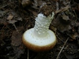 Stropharia hardii image