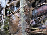 Auricularia polytricha image