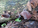 Auricularia polytricha image