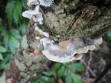 Bjerkandera adusta image