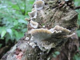 Bjerkandera adusta image