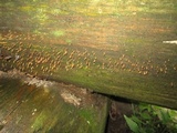 Calocera cornea image