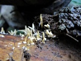 Calocera cornea image