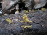Calocera furcata image