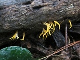 Calocera furcata image