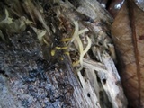 Calocera furcata image