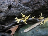 Calocera furcata image