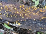 Calocera cornea image