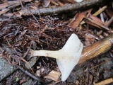 Clitocybe fragrans image