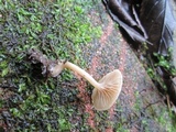 Clitocybe fragrans image