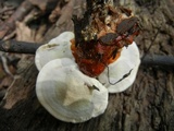 Ganoderma sessile image