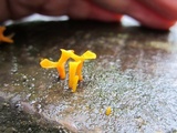 Dacryopinax spathularia image