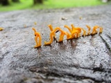 Dacryopinax spathularia image