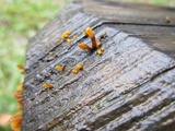 Dacryopinax spathularia image