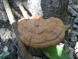 Ganoderma sessile image